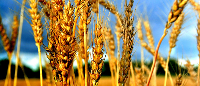 Counting the Omer